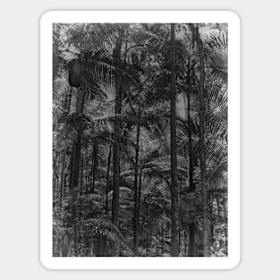 Bangalow Palms in the rainforest Sticker